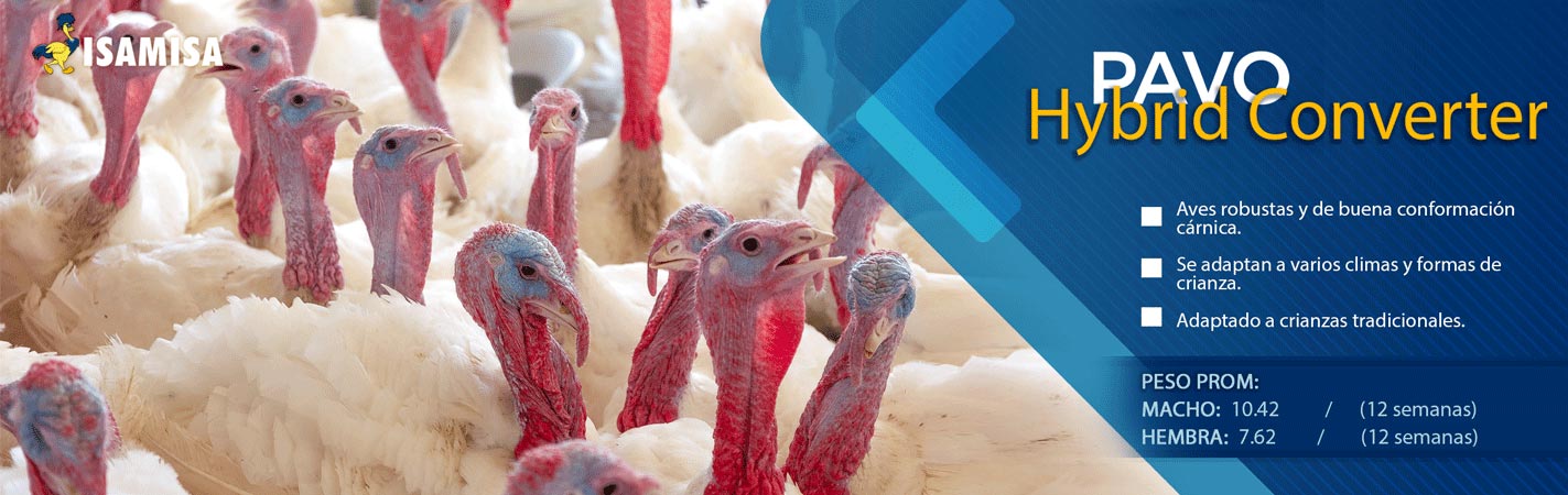 PAVO-HYBRID-CONVERTER