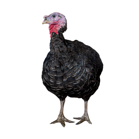 pavo-negro-grande